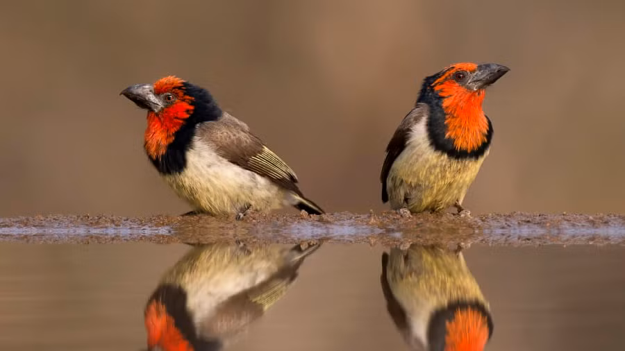 Lời khuyên của Senekal dành cho các nhiếp ảnh gia tham vọng là hãy kiên trì với nó: "Nếu bạn có quyết tâm và dành nhiều thời gian, bạn sẽ có được những bức ảnh tuyệt đẹp cùng với đó là những cơ hội không tưởng".