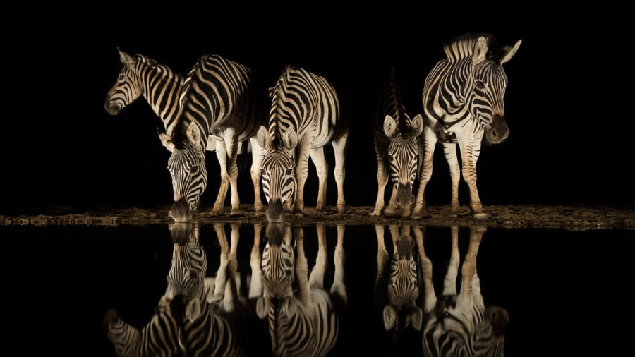 Hình ảnh 5 chú ngựa vằn đang uống nước cũng trở nên thật huyền ảo trong màn đêm tĩnh mịch.