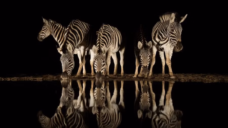 Hình ảnh 5 chú ngựa vằn đang uống nước cũng trở nên thật huyền ảo trong màn đêm tĩnh mịch.