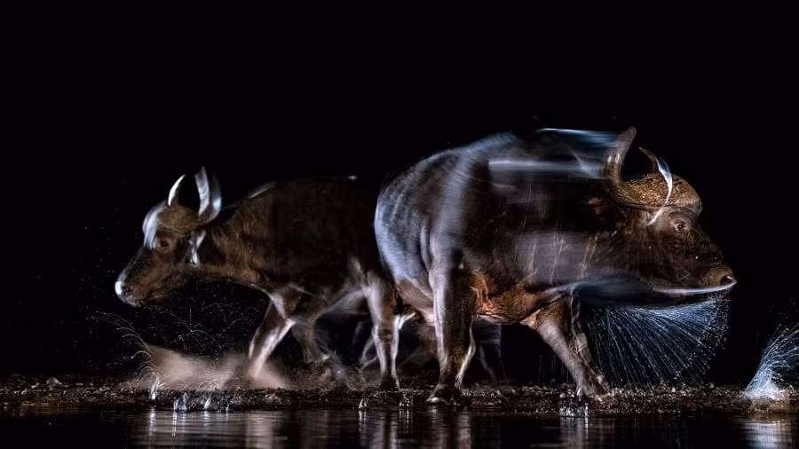 Senekal kết hợp niềm đam mê nhiếp ảnh của mình thông qua công việc chụp hình tại Zimanga, một khu bảo tồn du lịch sinh thái ở miền đông Nam Phi định hướng tập trung vào việc tạo ra những trải nghiệm chụp ảnh động vật hoang dã kỳ diệu.