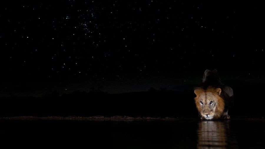 Niềm đam mê chụp ảnh động vật hoang dã của Senekal đã truyền cảm hứng cho các con của ông. Con gái ông đã chụp được bức ảnh một con sư tử đang uống nước tại ven hồ trong một đêm đầy sao. Bức ảnh của cô đã lọt vào vòng chung kết của cuộc thi Nhiếp ảnh gia trẻ về động vật hoang dã năm 2021 của Bảo tàng Lịch sử Tự nhiên.