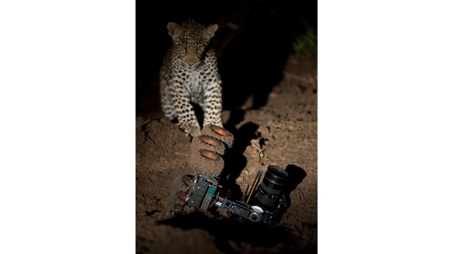 "Động vật đôi khi trở nên tò mò với những chiếc camera hay máy quay phim, ví dụ như chú báo nhỏ bé này. Đó là một trong những khoảnh khắc rất đáng yêu của chúng", Senekal chia sẻ.