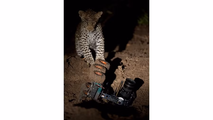 "Động vật đôi khi trở nên tò mò với những chiếc camera hay máy quay phim, ví dụ như chú báo nhỏ bé này. Đó là một trong những khoảnh khắc rất đáng yêu của chúng", Senekal chia sẻ.