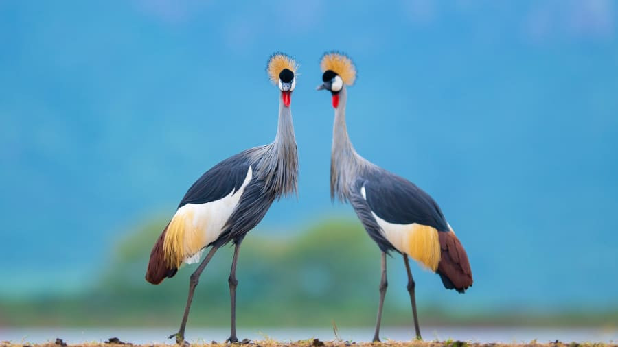 "Có thể làm bất tử những khoảnh khắc tuyệt đẹp trong tự nhiên thật thỏa mãn", ông nói thêm.