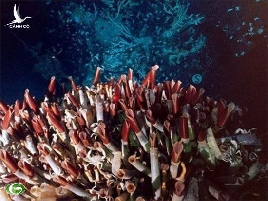 Theo một nghiên cứu năm 2017 Escarpia laminata, một loài giun ống thấm lạnh ở Vịnh Mexico đã sống tới 200 năm và một số mẫu vật tồn tại hơn 300 năm. Giun ống có quá trình trao đổi chất chậm và ít mối đe dọa tự nhiên (chẳng hạn như động vật ăn thịt), điều này đã giúp những sinh vật này tiến hóa với tuổi thọ dài như vậy.