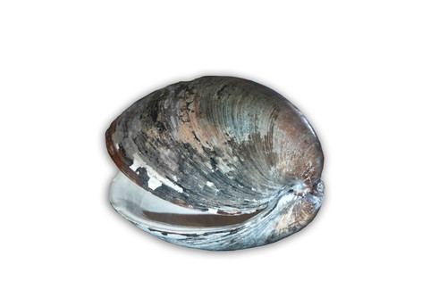 "Ở vùng nước lạnh hơn xung quanh Iceland, Ocean Quahog có quá trình trao đổi chất chậm hơn và do đó phát triển chậm và thậm chí có thể sống lâu hơn 507 năm." Anna Holmes, người phụ trách đa dạng sinh học động vật không xương sống tại Bảo tàng Quốc gia Wales, chia sẻ.