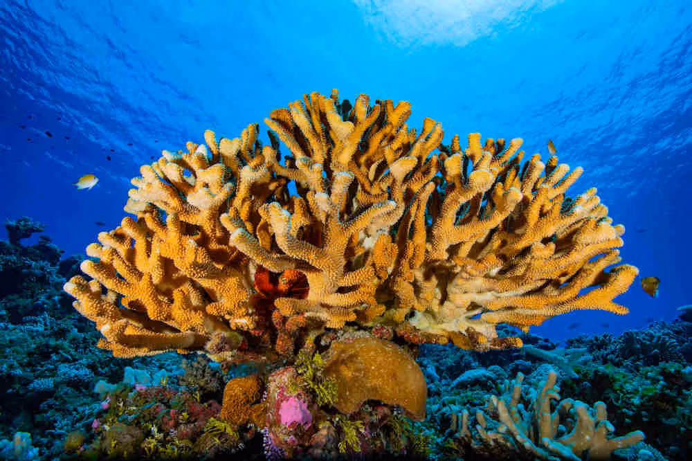 4. San hô trông giống như những tảng đá hoặc thực vật dưới nước đầy màu sắc, nhưng chúng thực sự được tạo thành từ bộ xương ngoài của động vật không xương sống được gọi là polyp.