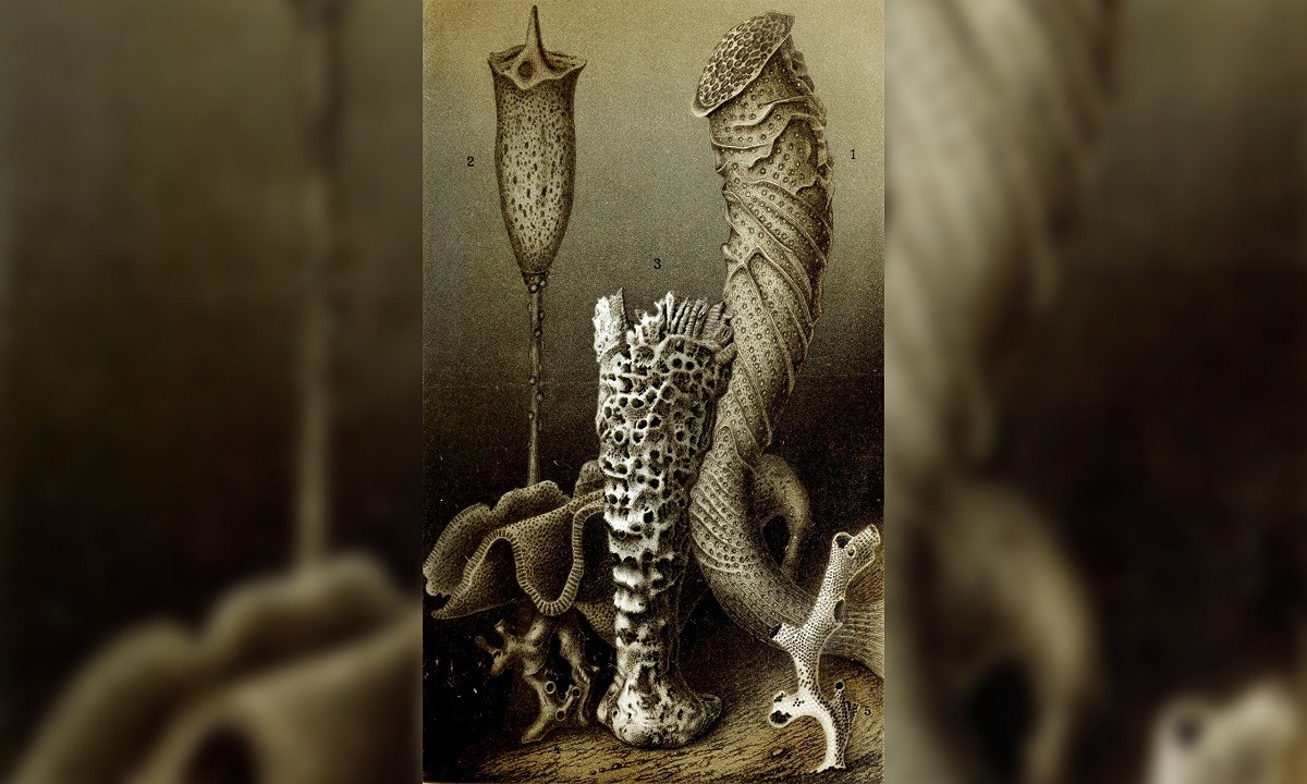 3. Bọt biển cấu tạo từ nhiều quần thể động vật tương tự san hô và có thể sống hàng nghìn năm. Bọt biển 6 tia nằm trong số những loài bọt biển sống lâu nhất trên Trái Đất.