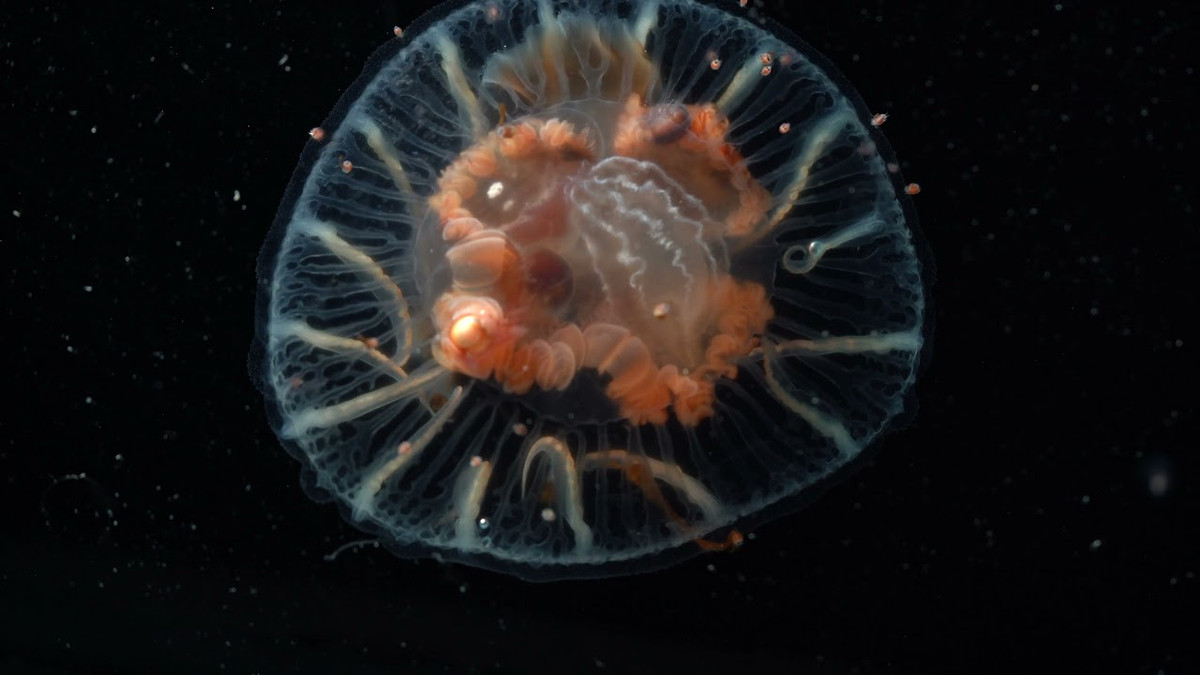 Nhiều loài được xác định là bryozoan (loài ăn lọc tĩnh trông giống não), bọt biển và sứa. Về lý thuyết, các loài này khó có thể sống được ở đây; vì chúng ăn tảo, và tảo cần ánh sáng mặt trời và vì chúng được cho là quá "mỏng manh" đối với nhiệt độ khắc nghiệt này.