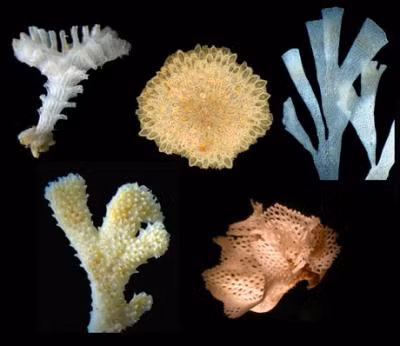 Khi soi các mảnh vỡ dưới kính hiển vi, David Barnes, nhà sinh vật học biển thuộc Cơ quan Khảo sát Nam Cực của Anh đã xác định được 77 loài khác nhau, nhiều hơn so với những gì ông mong đợi.