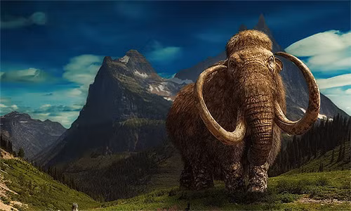  Xác voi ma mút được phát hiện bởi những người khai thác vàng khi đang làm việc tại Eureka Creek gần Thành phố Dawson.