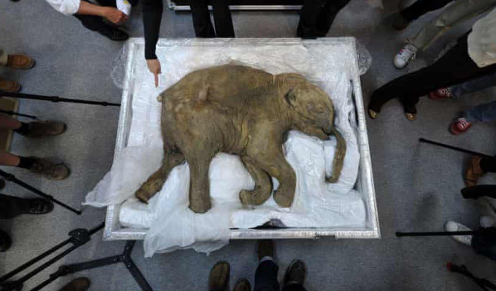 "Là nhà cổ sinh vật học nghiên cứu về kỷ Băng hà, một trong những giấc mơ lớn nhất của cuộc đời tôi là tận mắt thấy một con voi ma mút thật."