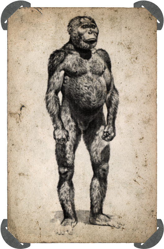 Tuy nhiên, nghiên cứu của Hicks cho thấy quần thể tinh tinh này rất bất thường. Chúng thực sự có một đường vân trên hộp sọ giống như một con khỉ đột và làm tổ trên sàn nhà. Người ta cũng báo cáo rằng chúng đã đập phá các tổ mối và sử dụng một tảng đá để đập vỡ mai rùa, đây không phải là hành vi điển hình của tinh tinh. Còn những tuyên bố về việc ăn thịt sư tử và đi bằng hai chân, những tuyên bố đó chưa bao giờ được xác minh.