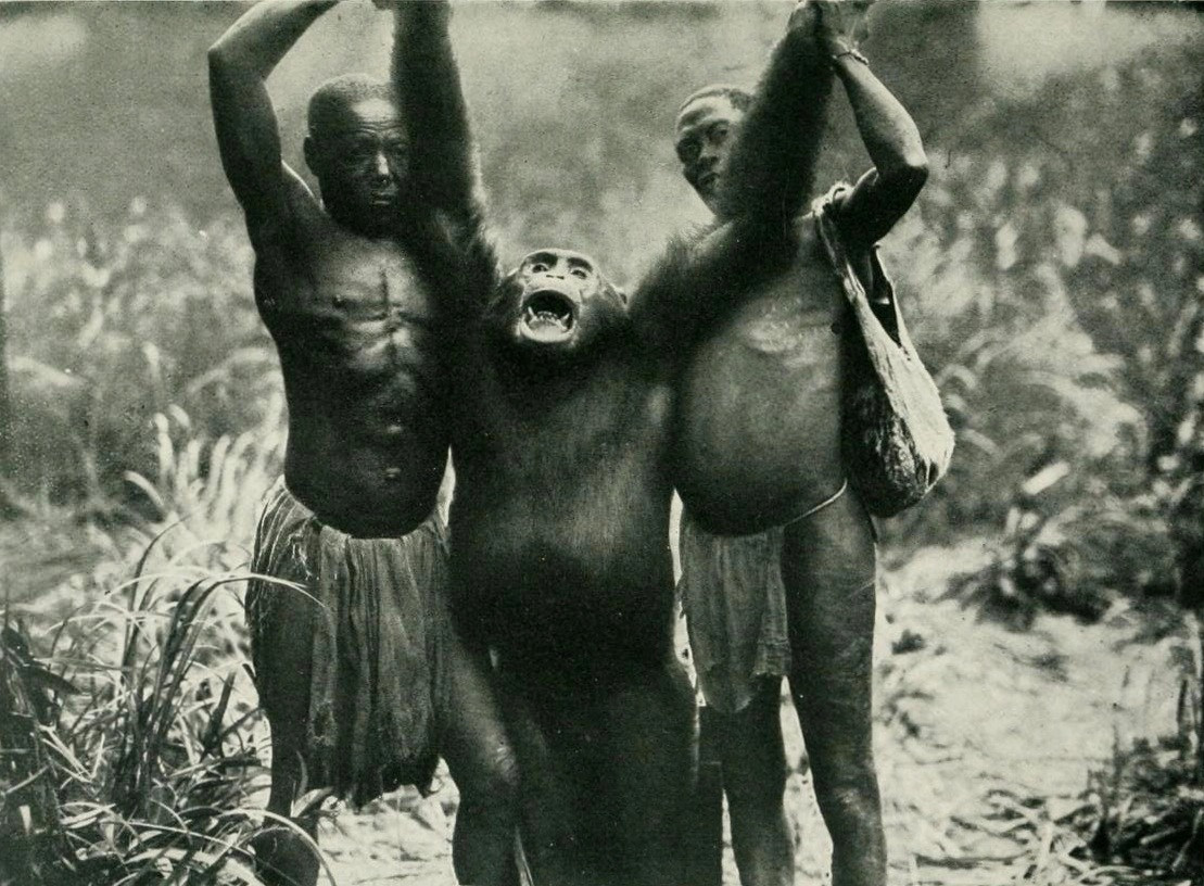 Một trong những nỗ lực khoa học đầu tiên để truy tìm loài vượn bí ẩn được thực hiện bởi Karl Ammann, một nhiếp ảnh gia và nhà bảo tồn người Thụy Sĩ, vào năm 1996. Theo báo cáo, ông đã bắt gặp một số hộp sọ được lưu giữ tại Bảo tàng Hoàng gia Trung Phi ở Bỉ. Chúng được thu thập bởi thực dân Bỉ ở gần thị trấn Bili, phía bắc Cộng hòa Dân chủ Congo, khoảng 200 km (124 dặm) về phía đông của sông Ebola.