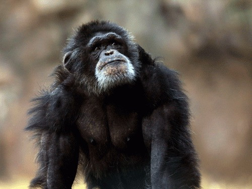 "Chúng là một loài động vật rất to lớn, khuôn mặt phẳng hơn và lông mày thẳng hơn khi so với khỉ đột. Chúng sẽ tụ tập từ 2 đến 3 cá thể để cùng nhau làm tổ trên mặt đất, trong khi đó những con khác trong đàn sẽ làm tổ trên những cành cây thấp ở gần đó. Chúng phát ra âm thanh riêng biệt giống như tiếng hú và to hơn khi trăng tròn mọc và lặn", tiến sĩ Shelly Williams cho biết.