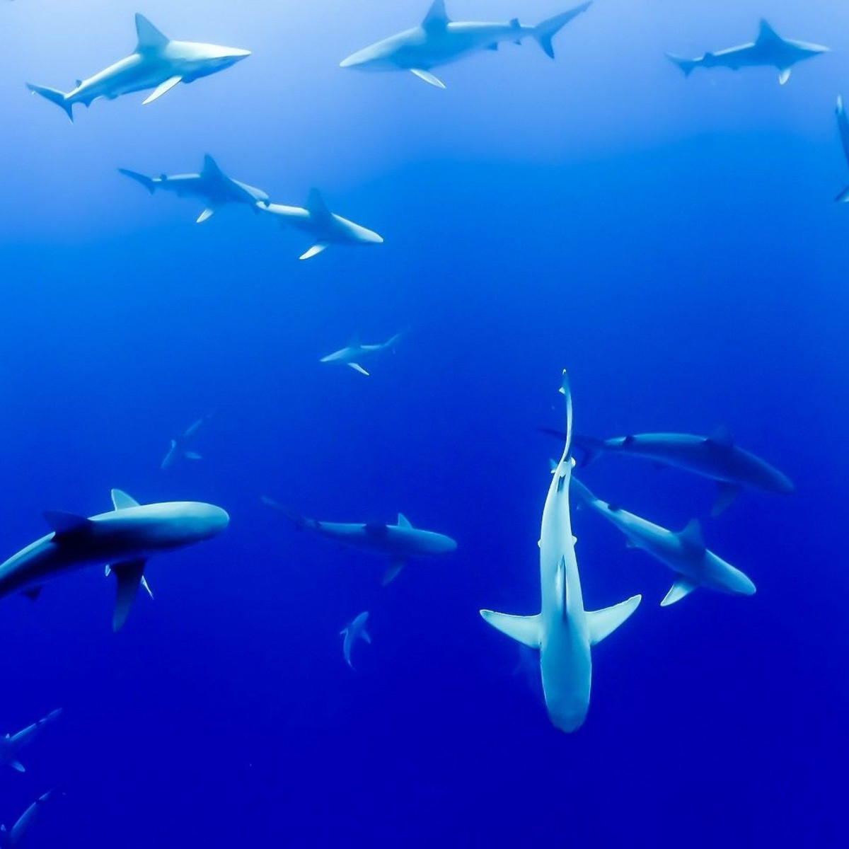 "Loài cá mập này đã tiến hóa thành megalodon, loài cá lớn nhất trong gia đình cá mập và đã tuyệt chủng cách đây khoảng 3,5 triệu năm", ông Glen Moore, người phụ trách về các loài cá tại Bảo tàng Tây Úc, chia sẻ.