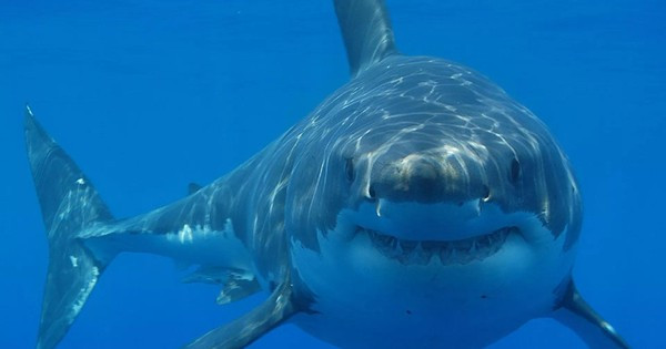 Cùng với công viên biển đảo Giáng sinh, công viên này được thành lập hôm 20/3 bởi chính phủ Australia. Tổng diện tích hai công viên lớn hơn gấp đôi công viên Great Barrier Reef.