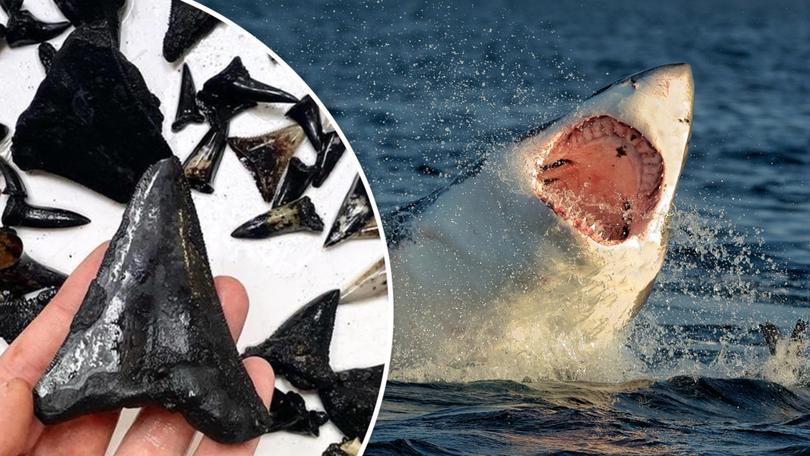 Nghĩa địa phát hiện gần đây ở công viên biển quần đảo Cocos rất đáng chú ý bởi số lượng hóa thạch dồi dào của cá mập ở đó.