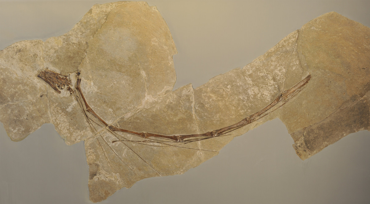 Spiekman chia sẻ: “Chúng tôi đã tìm thấy hai vết thủng ở chính xác nơi cổ bị gãy và cổ bị gãy theo một đường chéo đơn lẻ. Điều này cho thấy rằng cổ đã bị cắn đứt chỉ trong một vết cắn chí mạng."