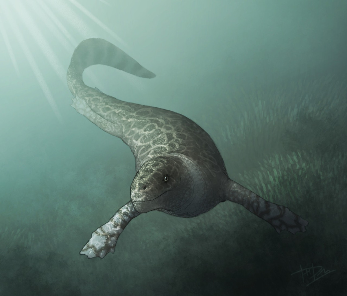 Khả năng thứ ba là Helveticosaurus zollingeri, động vật ăn thịt 3,6 m có chi trước rất khỏe, chiếc đuôi linh hoạt và mõm đầy răng nhọn.