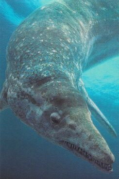 Danh sách thủ phạm cuối cùng bao gồm Cymbospondylus buchseri, loài thằn lằn cá có thể dài đến 5,5 m và Nothosaurus giganteus, loài bò sát khổng lồ dài 7 m.