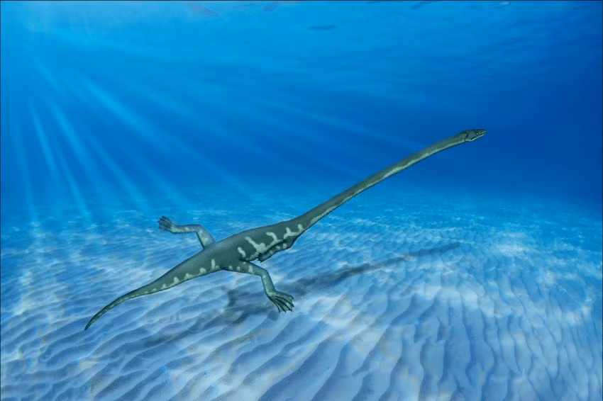 Stephan Spiekman, nhà cổ sinh vật học có xương sống tại Bảo tàng Lịch sử Tự nhiên Bang Stuttgart, Đức, đang nghiên cứu hai mẫu vật Tanystropheus như một phần của nghiên cứu tiến sĩ của mình tại Bảo tàng Cổ sinh vật học của Đại học Zurich, Thụy Sĩ.