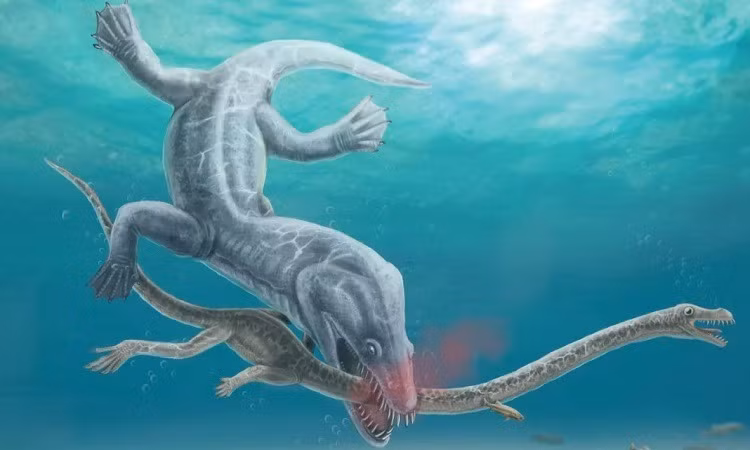 Spiekman và Eudald Mujal, nhà cổ sinh vật học tại Bảo tàng Lịch sử Tự nhiên Bang Stuttgart, đã phân tích các vết cắn và vết gãy xương để tìm ra điều gì đã xảy ra với loài thủy quái cổ đại này. Phát hiện cho thấy chúng đã bị tấn công bởi một kẻ săn mồi khác dường như đã nhắm vào chiếc cổ dài của chúng như một điểm yếu trên cơ thể.