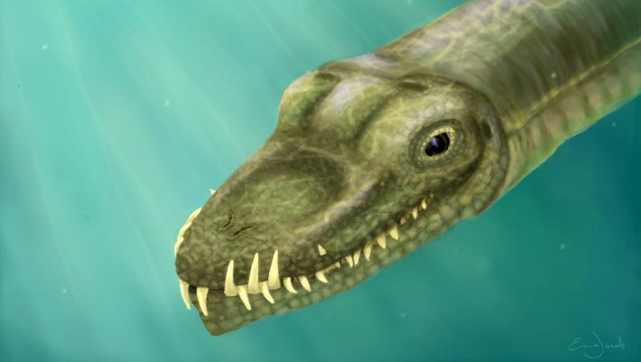 Tanystropheus có chiếc cổ cực dài; trong một số trường hợp, cổ của chúng có thể dài gấp ba lần thân. Con quái vật biển này đến từ địa điểm hóa thạch Monte San Giorgio, nằm ở biên giới Thụy Sĩ và Ý.