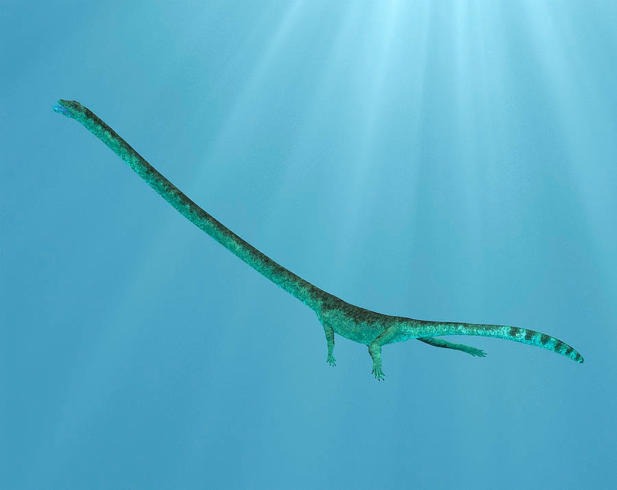 Loài đầu tiên mà ông nghiên cứu chính là T. hydroides, trong khi loài thứ hai là T. longobardicus - một loài nhỏ hơn dài khoảng 1,5m. Xem xét kỹ hơn các hóa thạch cho thấy cổ con vật đã bị cắt đứt, với một vết cắn chí mạng rõ ràng.