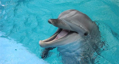 Những con cá heo thường xếp hàng, chờ tới lượt bơi lướt qua nhánh san hô mềm hoặc cọ đầu vào một đám bọt biển Ircinia cứng. Khi cọ xát, san hô và bọt biển giải phóng chất nhầy và hợp chất dính lên da cá heo. Khi đó, da của chúng đôi khi có vệt màu vàng hoặc xanh lá cây do dính hợp chất.