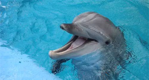 Những con cá heo thường xếp hàng, chờ tới lượt bơi lướt qua nhánh san hô mềm hoặc cọ đầu vào một đám bọt biển Ircinia cứng. Khi cọ xát, san hô và bọt biển giải phóng chất nhầy và hợp chất dính lên da cá heo. Khi đó, da của chúng đôi khi có vệt màu vàng hoặc xanh lá cây do dính hợp chất.