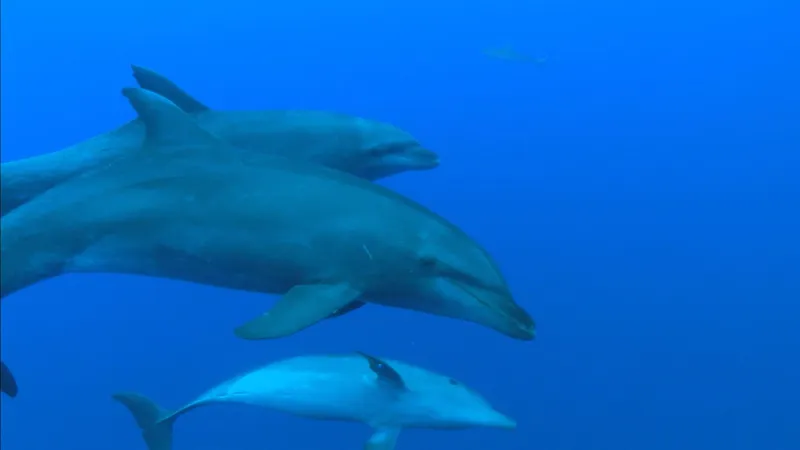 Trong nghiên cứu mới công bố, Ziltener và Morlock xác định hơn 10 hoạt chất sinh học do san hô và bọt biển tạo ra có thể giúp cá heo giữ gìn làn da khỏe mạnh. Bằng cách thường xuyên để cơ thể tiếp xúc với hợp chất, cá heo có thể ngăn chặn và điều trị viêm da cũng như duy trì hệ vi sinh vật trên da.