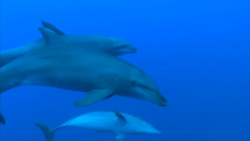 Trong nghiên cứu mới công bố, Ziltener và Morlock xác định hơn 10 hoạt chất sinh học do san hô và bọt biển tạo ra có thể giúp cá heo giữ gìn làn da khỏe mạnh. Bằng cách thường xuyên để cơ thể tiếp xúc với hợp chất, cá heo có thể ngăn chặn và điều trị viêm da cũng như duy trì hệ vi sinh vật trên da.