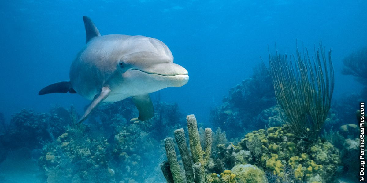 Thông qua kết hợp khảo sát mặt biển từ trên tàu và quan sát cận cảnh dưới nước, các nhà nghiên cứu đã nhận ra mẫu hành vi của cá heo.