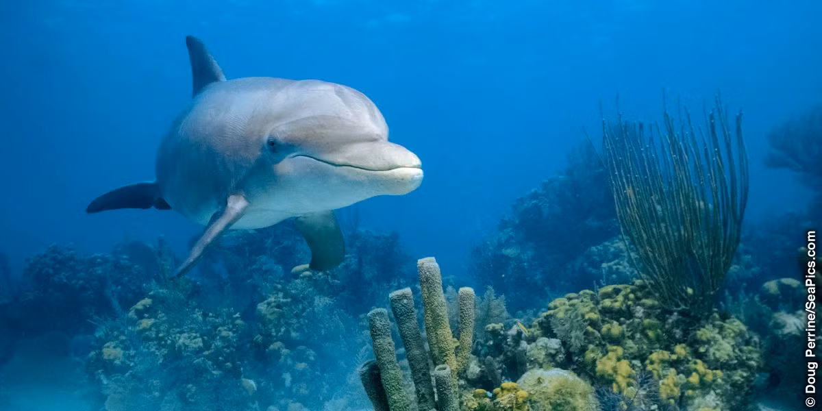 Thông qua kết hợp khảo sát mặt biển từ trên tàu và quan sát cận cảnh dưới nước, các nhà nghiên cứu đã nhận ra mẫu hành vi của cá heo.