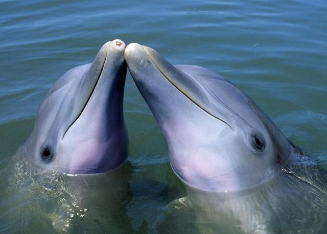 Ziltener và cộng sự Gertrud Morlock, nhà hóa học phân tích ở Đại học Giessen, Đức, nghi ngờ đàn cá heo sử dụng san hô để tự chữa trị cho cơ thể, bởi san hô mềm tiết ra chất nhầy có đặc tính kháng khuẩn.