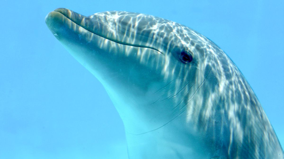 Các cá thể nhỏ nhất thường quan sát cá heo trưởng thành cọ mình vào san hô và bọt biển. Sau đó, chúng sẽ thử bắt chước hành vi, đầu tiên là cọ nhẹ một phần cơ thể vào san hô, rồi bơi nhanh qua. Quan sát trên hé lộ mỗi thế hệ cá heo đều luyện tập hành vi cọ xát vào san hô thông qua học từ cá thể khác thay vì hành động theo bản năng.