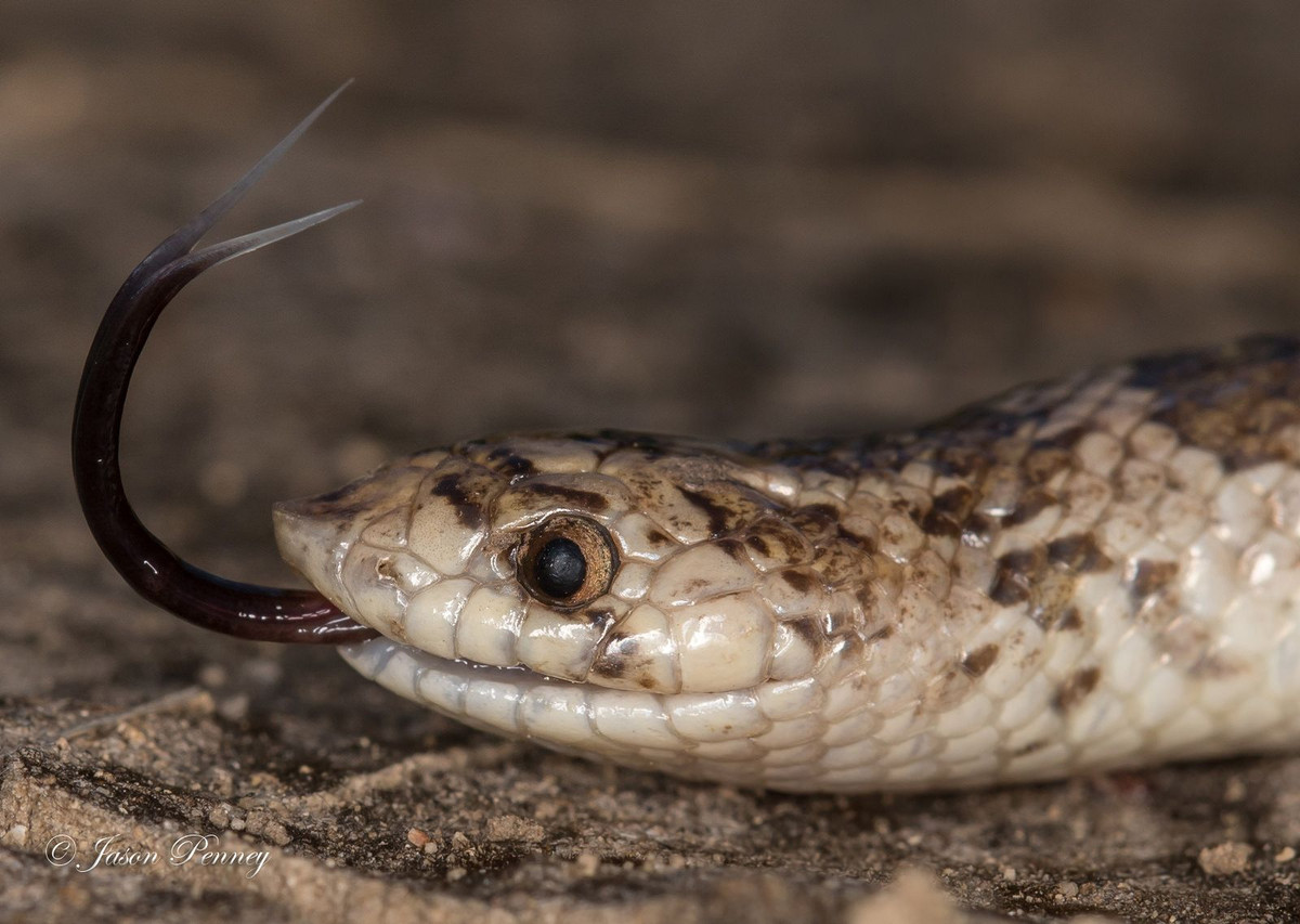 Rắn hổ mang và rắn đuôi chuông có nọc độc chết người, các loài co thắt như trăn có cơ bắp khỏe mạnh, nhưng rắn mũi móc phương Tây thì dựa vào một cơ chế tự vệ khác thường hơn đó là đánh rắm.