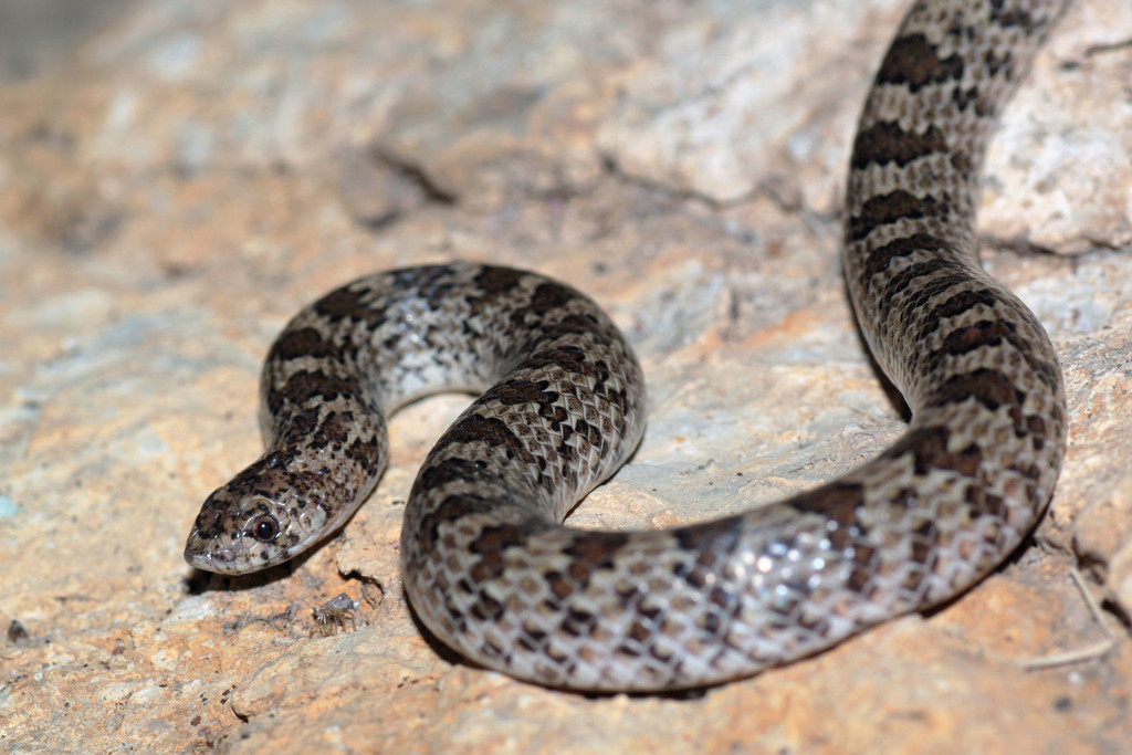 Bruce Young, một nhà hình thái học thực nghiệm tại Đại học Lafayette ở Easton, Pennsylvania nói với Tạp chí Discover rằng rắn mũi móc phương Tây tạo ra những tiếng rắm đặc trưng của chúng bằng cách sử dụng hai bộ cơ để cô lập một túi khí nén và sau đó co thắt cơ vòng cloacal để tống nó ra ngoài một cách mạnh mẽ.