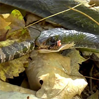 Âm thanh xì hơi do những con rắn nhỏ này tạo ra có thể truyền xa tới 6'6 ft (khoảng hơn 2m), kéo dài chỉ khoảng 2/10 giây và thường lặp đi lặp lại.