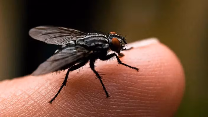 4. Ruồi nhà. Ruồi nhà là một trong những loài côn trùng có mật độ phân bố rộng rãi nhất trên thế giới và mang nhiều căn bệnh cho con người. Tuy nhiên, chúng chỉ có bốn tuần để sống.