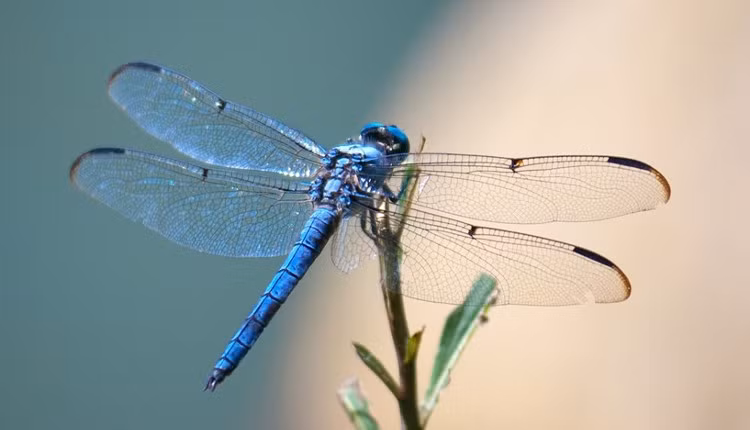 Sự tấn công của động vật lớn cộng với thể trạng khá yếu của chuồn chuồn, do không chịu được lạnh nên chúng dễ chết sớm. Đáng thương hơn là nhiều ấu trùng chuồn chuồn còn chết ngay khi chưa thành chuồn chuồn trưởng thành vì điều kiện thời tiết khắc nghiệt và các loài động vật săn mồi.