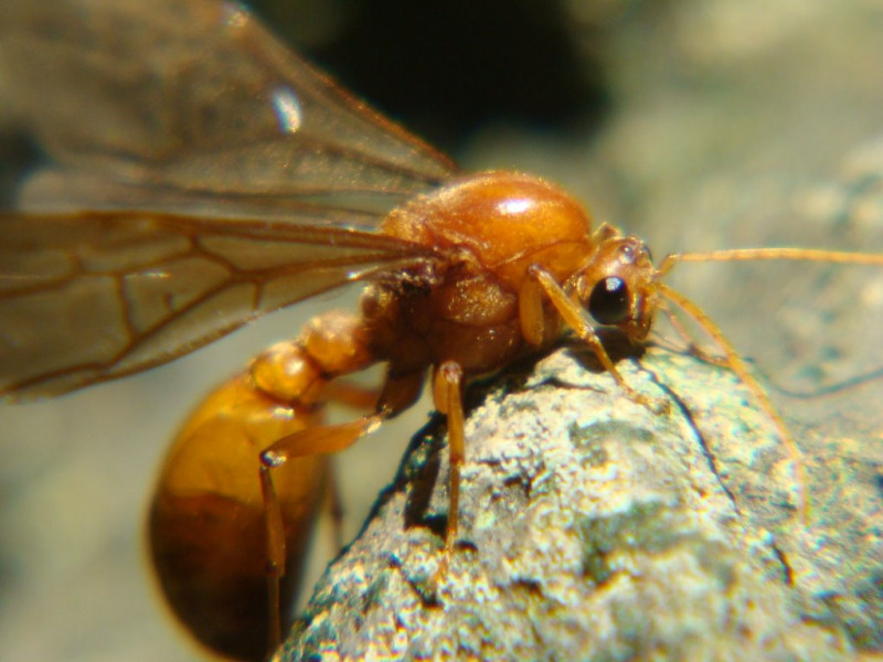 Vòng đời của những chú kiến bay không quá 3 tuần. Tương tự như ong, trong đàn kiến bay luôn có một con kiến chúa là giống cái. Điều đặc biệt là những con kiến bay đực đều sẽ chết khi chúng giao phối xong với kiến chúa.