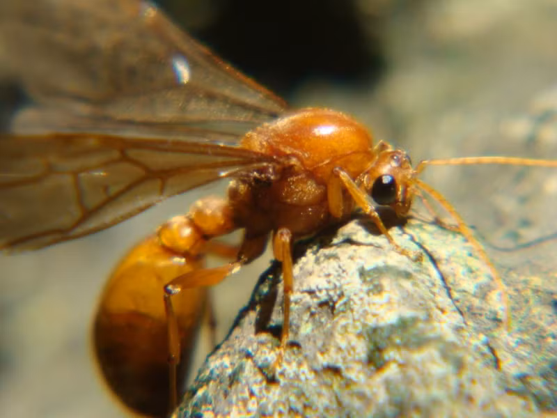 Vòng đời của những chú kiến bay không quá 3 tuần. Tương tự như ong, trong đàn kiến bay luôn có một con kiến chúa là giống cái. Điều đặc biệt là những con kiến bay đực đều sẽ chết khi chúng giao phối xong với kiến chúa.