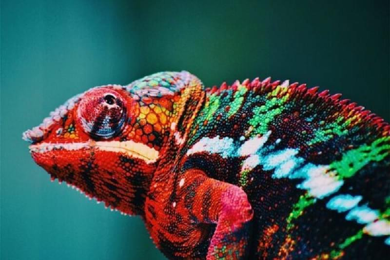 Dù có được khả năng chống lại sự tấn công của kẻ thù trong tự nhiên nhưng tuổi thọ của hầu hết các giống tắc kè hoa trên thế giới đều không vượt quá 1 năm. Đây được xem là loài động vật sống ngắn nhất trong thế giới bò sát. Nguyên nhân là do di truyền từ tổ tiên tắc kè hoa ở miền Bắc và Đông của Madagascar. Do tuổi thọ ngắn nên tắc kè hoa thường giao phối nhiều để duy trì nòi giống.