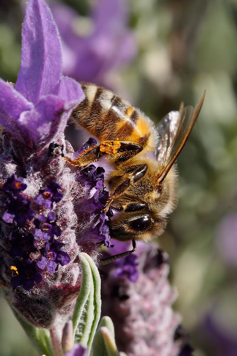 5. Ong mật. Một tổ ong mật sẽ bao gồm ong chúa, ong thợ, ong đực. Bất cứ loài ong nào cũng có vòng đời giống nhau và trải qua 4 giai đoạn. Tuổi thọ của ong mật khác nhau, tùy thuộc vào vai trò của từng con ong trong đàn.