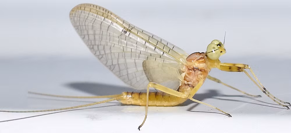 1. Phù du. Phù du có lẽ là loài động vật có tuổi thọ ngắn nhất hành tinh. Bạn sẽ khá bất ngờ khi biết 1 ngày chúng ta đang sống là cả cuộc đời của loài phù du. Thậm chí, có những giống phù du chỉ sống được vài giờ đồng hồ ngắn ngủi.