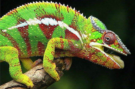 7. Tắc kè hoa. Tắc kè hoa thuộc lớp bò sát có vảy, bao gồm hơn 160 loài phân bố ở khắp các châu lục trên thế giới. Tắc kè hoa có khả năng thay đổi màu cơ thể. Màu sắc là dấu hiệu để bảo vệ lãnh thổ và tìm kiếm bạn tình.