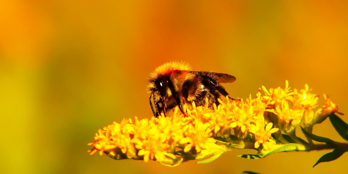 Trong đó, ong đực có tuổi thọ khoảng 50 – 60 ngày. Sau khi tiến hành giao phối với ong chúa, ong đực sẽ bị chết. Ngoài ra, nếu tổ thiếu thức ăn, chúng sẽ bị ong thợ đuổi ra ngoài và bị chết đói trong quá trình lang thang. 5 - 8 tuần là tuổi thọ của ong thợ. Bên cạnh việc phải nuôi ấu trùng, lấy mật liên tục cũng khiến tuổi thọ của ong thợ giảm vì chúng làm việc quá nhiều.