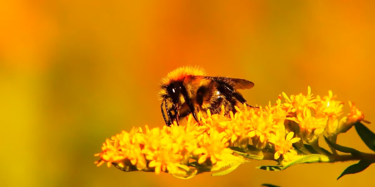 Trong đó, ong đực có tuổi thọ khoảng 50 – 60 ngày. Sau khi tiến hành giao phối với ong chúa, ong đực sẽ bị chết. Ngoài ra, nếu tổ thiếu thức ăn, chúng sẽ bị ong thợ đuổi ra ngoài và bị chết đói trong quá trình lang thang. 5 - 8 tuần là tuổi thọ của ong thợ. Bên cạnh việc phải nuôi ấu trùng, lấy mật liên tục cũng khiến tuổi thọ của ong thợ giảm vì chúng làm việc quá nhiều.